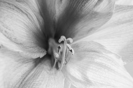Amaryllis