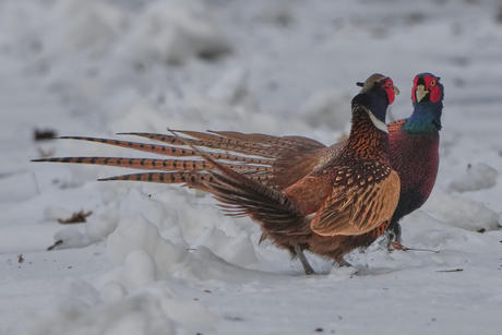 Fazanten zijn het niet met elkaar eens