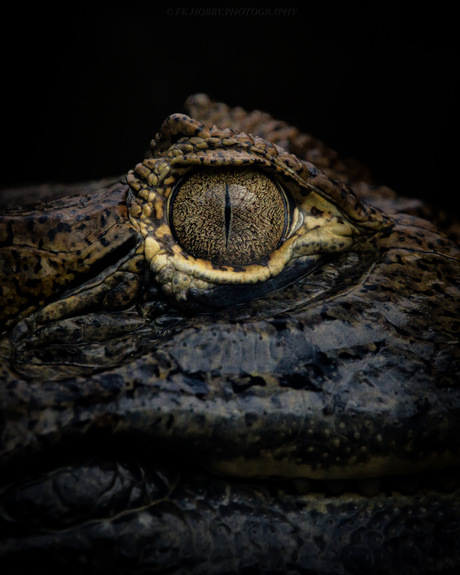 Oog van krokodil 