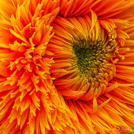 Close up- Gerbera