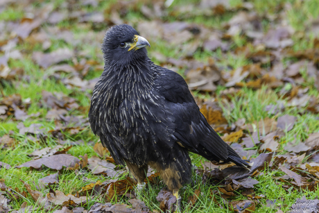 Falklandcaracara