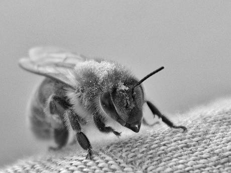 Een bijtje onder de pollen 