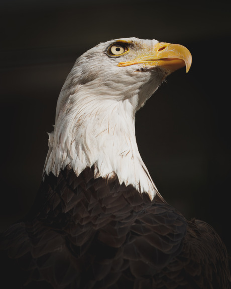 Amerikaanse zeearend