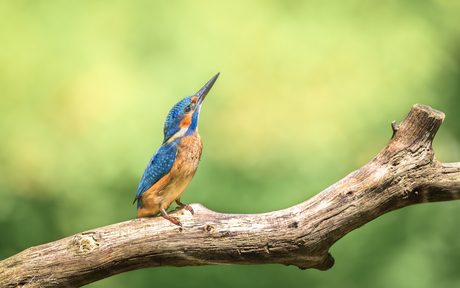 IJsvogel is erg waakzaam