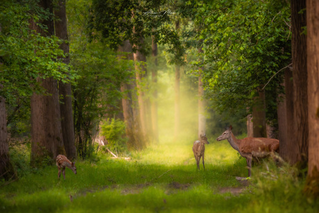 Herten in het bos