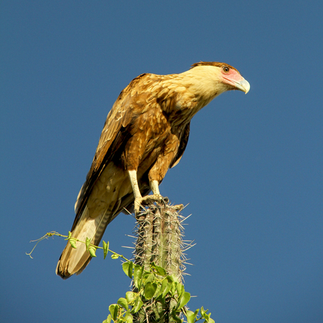 Caracara 