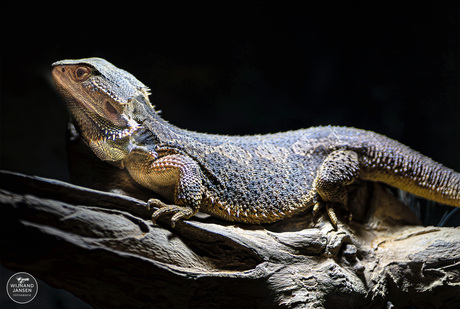 Bearded dragon pogona