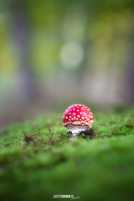 Ze schieten de grond uit.