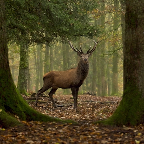 Herten te Saint Hubert