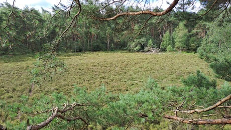 Heide vanuit de boom