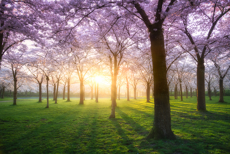 Spring Blossom