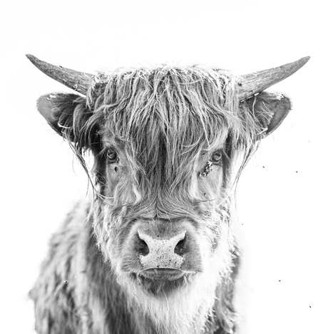 Jonge schotse hooglander