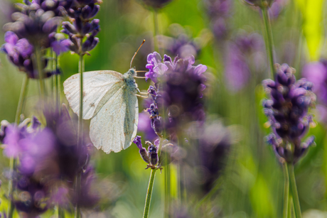 klein koolwitje tussen lavendel