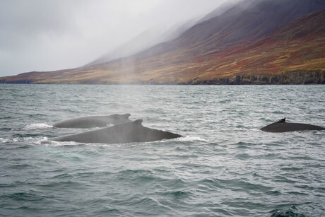 tijdens walvisvaart in IJsland
