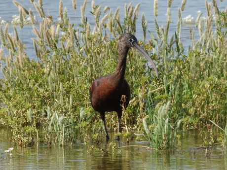 Zwarte Ibis 