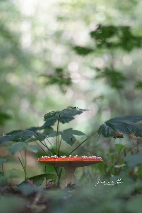 Paddestoel in het groen