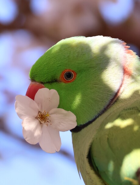 Haldbandparkiet 🦜💚