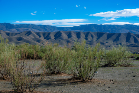 Struikjes in kurkdroog landschap