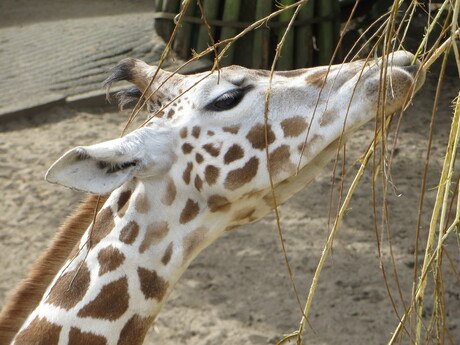 Giraffe Ouwehandsdierenpark