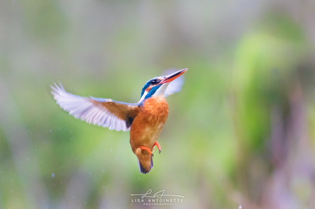 The Kingfisher