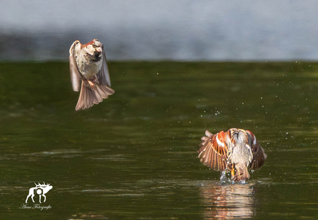 Huismussen vangen Haften in het water