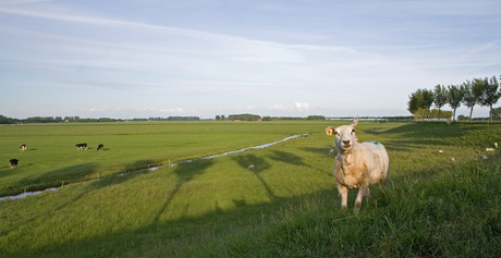 Hollands plaatje