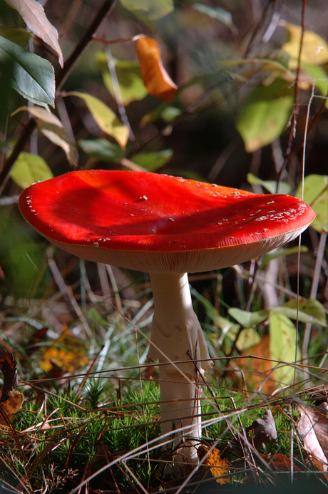 Op een rode paddenstoel ...