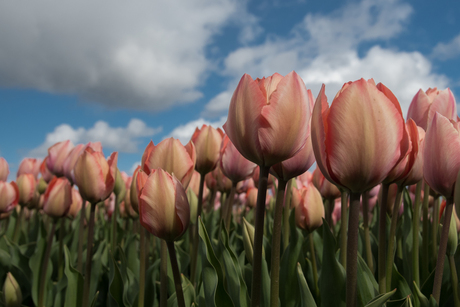 Tulips