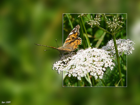 Vlinder op bloem