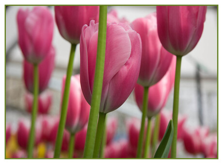 Tulpen uit....