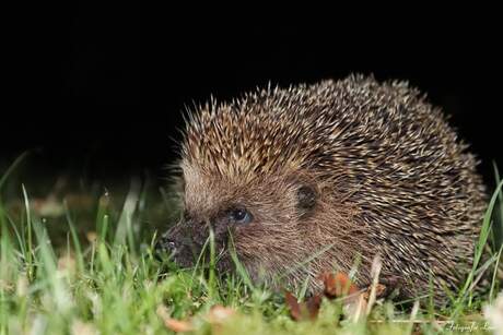 Egel in de nacht