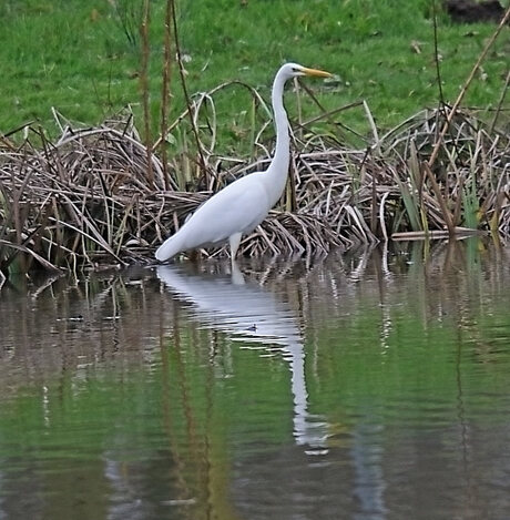 zilver Reiger