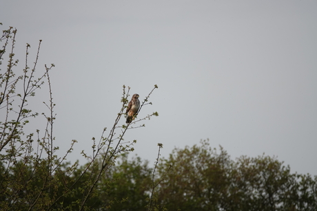 Buizerd