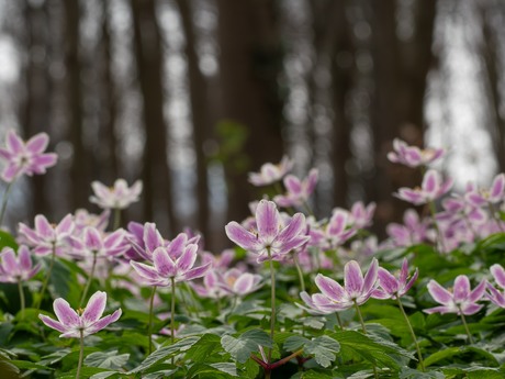 Vliegende bosanemoontjes