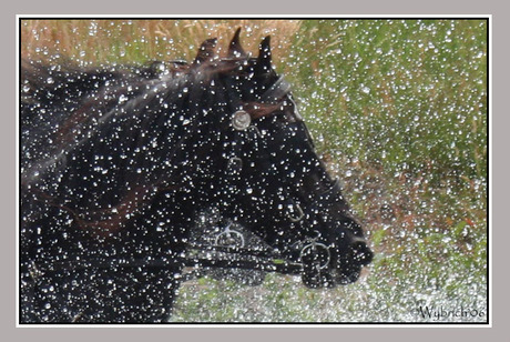 De Friese paarden van Otto in de waterbak