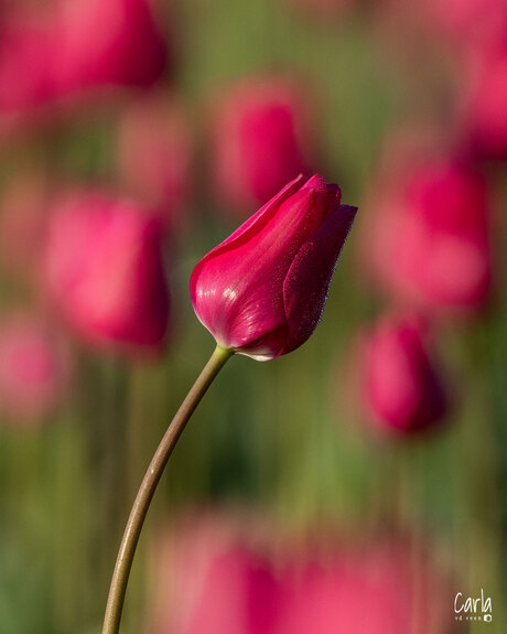Tulp Close up 