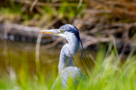 Reiger op jacht.