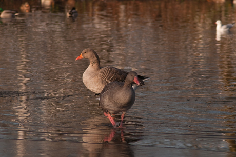 Een winterse dag