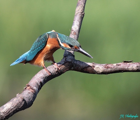 vissende ijsvogel