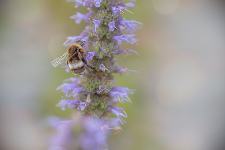 Gezoem in de tuin