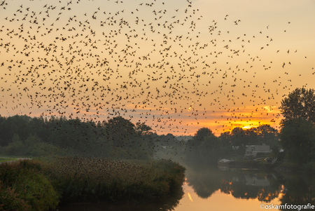 Spreeuwenvlucht - Zo'n prachtig gezicht. 
Al maanden strijken hier in het riet 's avonds miljoenen spreeuwen neer om hier te overnachten.
Bij zonsopkomst waaieren de - foto door renate-oskam2 op 16-09-2020 - deze foto bevat: lucht, zon, water, natuur, licht, dieren, vogel, landschap, mist, nederland