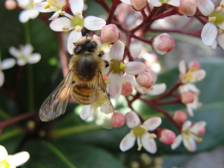 Smullen van de skimmia