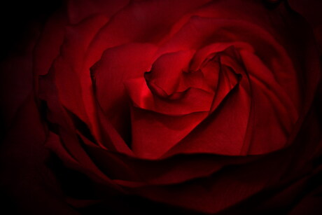 Hart van een roos