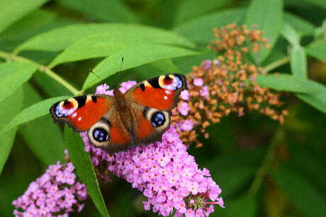 Vlinder op vlinderplant
