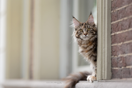 International Cat Day