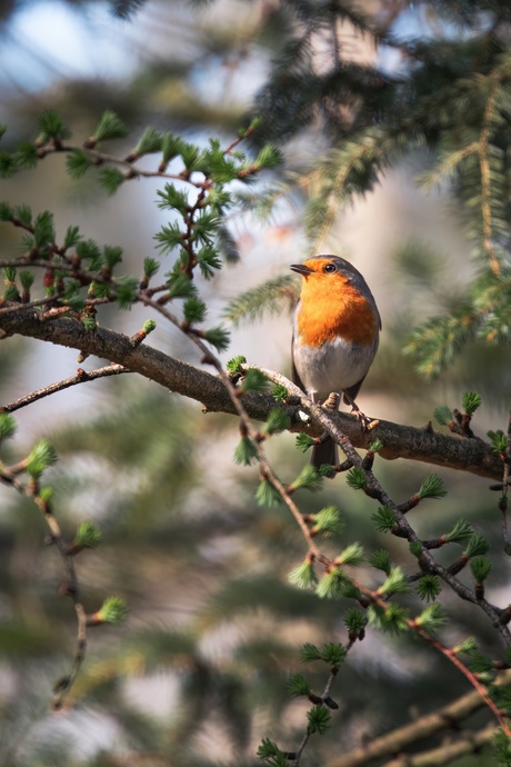 Roodborst verwelkomt de lente