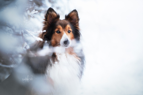 Mickey in de winter