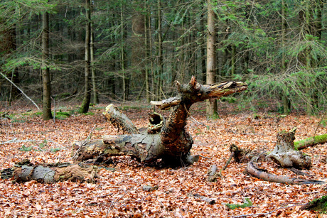 Monument in het bos 2