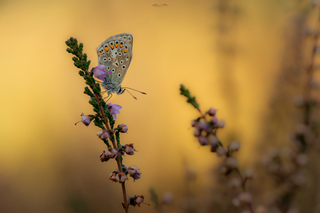 Brown Argus