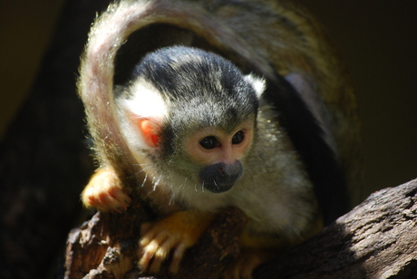 Noorder Dierentuin Emmen